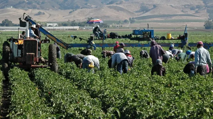 Cuidarán 30 mil jornaleros la cosecha del Valle de Guaymas-Empalme