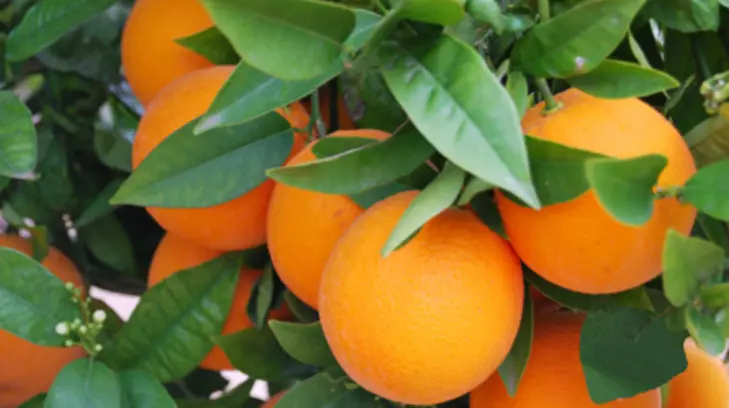 Las frutas cítricas mexicanas son un éxito; aumentan exportaciones