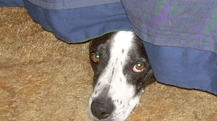Esto le pasa a los perros cuando escuchan pirotecnia