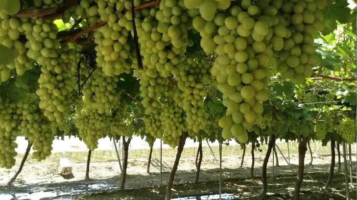 El 85% de la producción de uva se realiza de manera sustentable en Hermosillo: CIAD