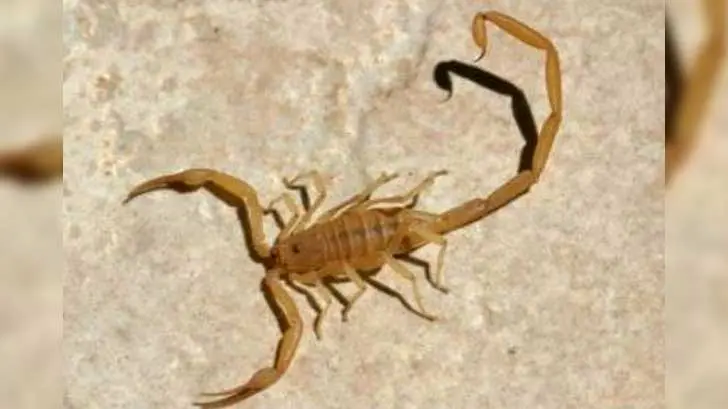 Alacranes salen antes de tiempo en Nogales