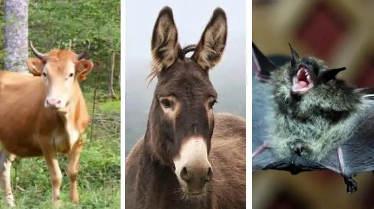 Hay 3 casos en Sonora de rabia en animales silvestres