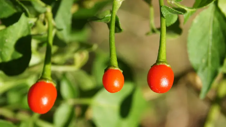 Buscan quitarle lo silvestre al chile piquín