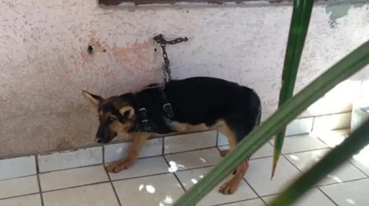 Denuncian a dueño de mascota por maltrato animal
