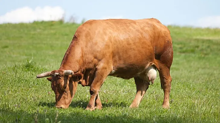 El 7% de los estadounidenses cree que la leche con chocolate viene de vacas cafés