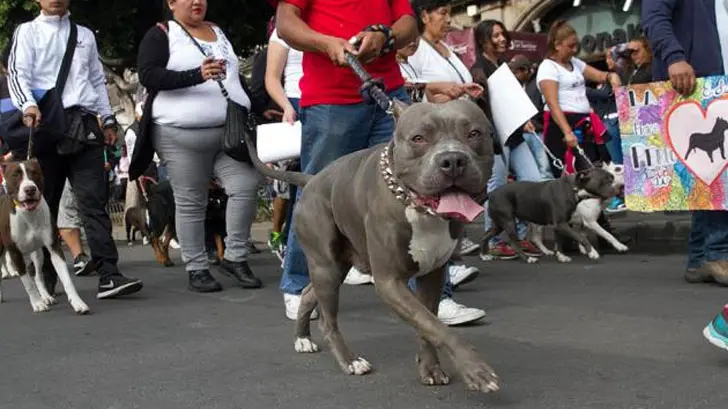Pitbulls marchan en la Ciudad de México para ser aceptados