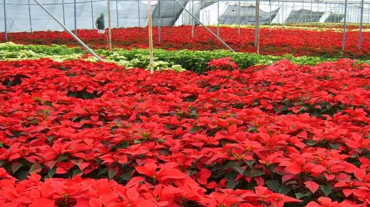 Foto: Archivo/ EXPRESO