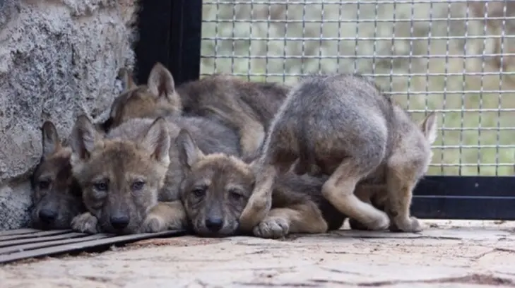 El Lobo gris mexicano se reproduce con éxito en Sonora