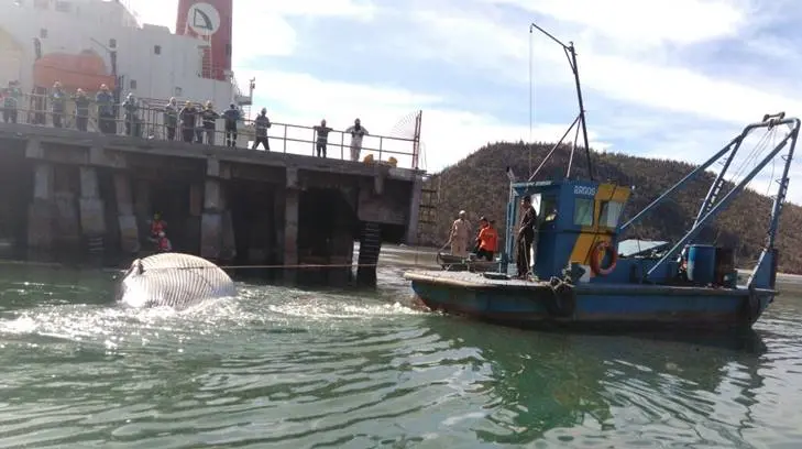 Ballena varada en Guaymas murió atacada por orcas, según Profepa
