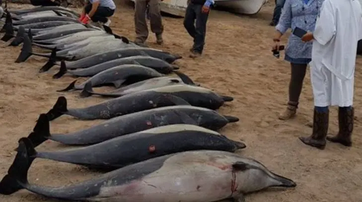 Refuerzan hipótesis de una feroz persecución entre dos especies de delfines en BCS