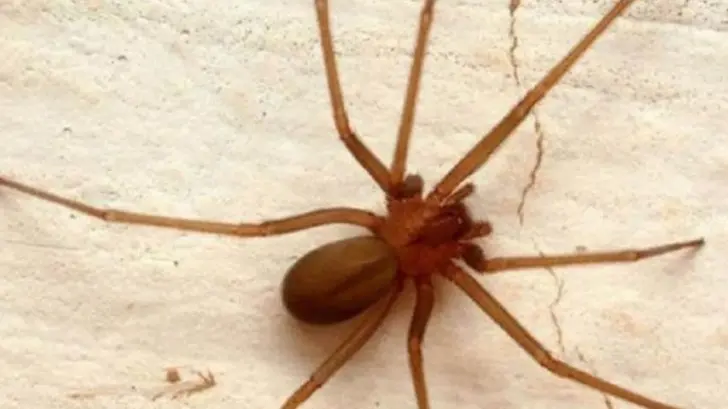 Empresa mexicana innova elaboración de antiveneno para picadura de araña violinista