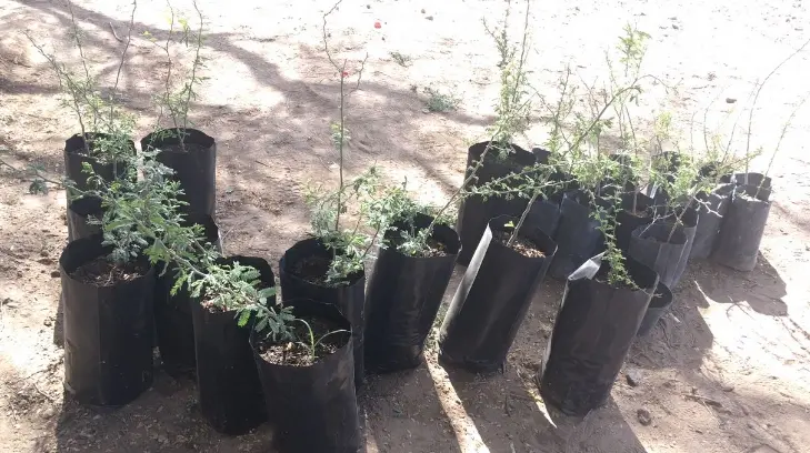¡Hay que cuidar el planeta! Plantarán más de 100 mil árboles este año