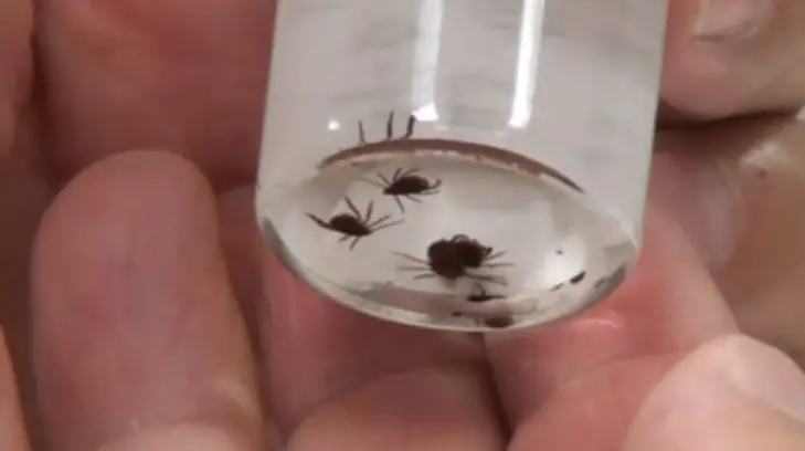 Un total de 4 mil 946 viviendas han sido rociadas para evitar proliferación de garrapatas. (Especial)