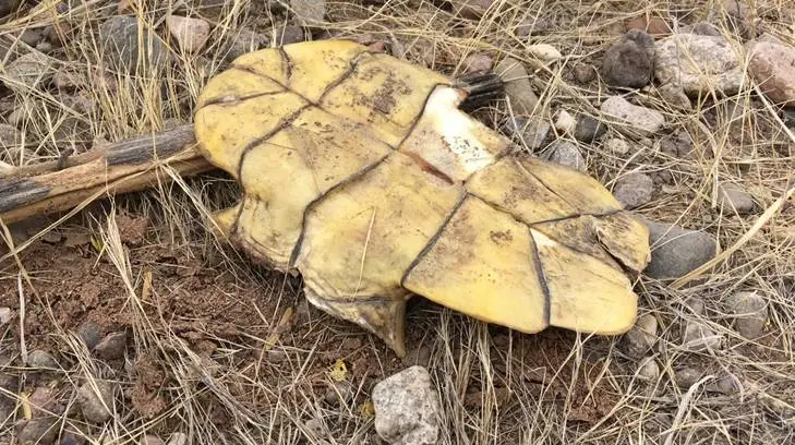 AUDIO | Reportan más de 10 tortugas arrolladas por automovilistas en Paseo Río Sonora