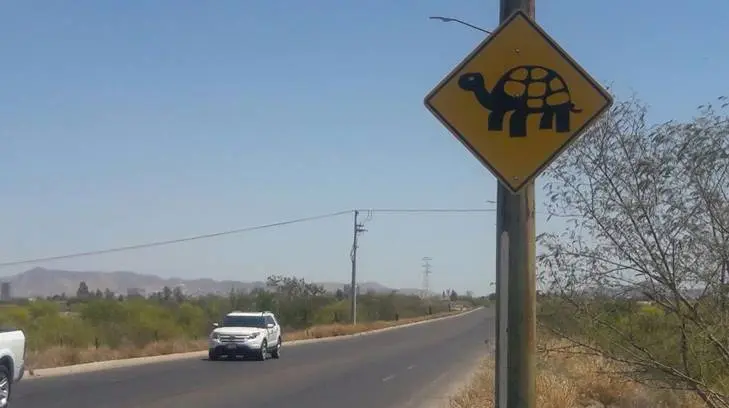 Se mueven por la sequía; piden tener cuidado con las tortugas en Paseo Rio Sonora