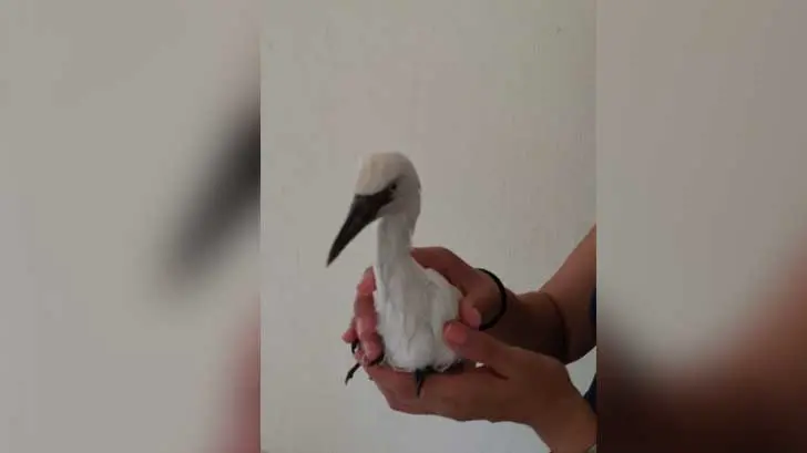 Garzas son atropelladas a un costado del Vado del Río