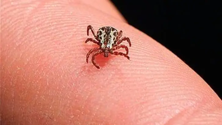 En lo que va del año se han detectado 12 casos sospechosos. (Foto: Especial)