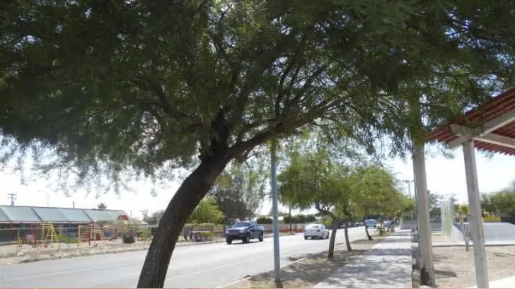 Presentan la Paleta Vegetal para promover infraestructura verde en Hillo