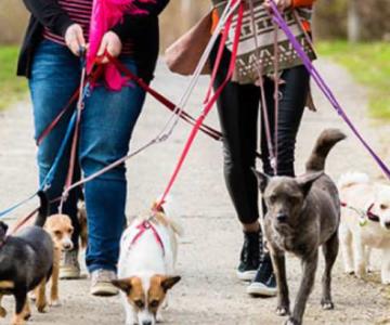 Vacunas, alimento, jueguetes... esto es lo que implica tener mascota en Hermosillo