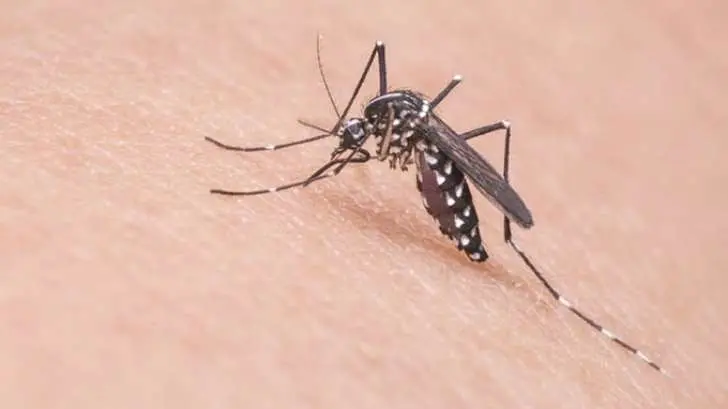 Detectan en Guaymas tres casos sospechosos de dengue