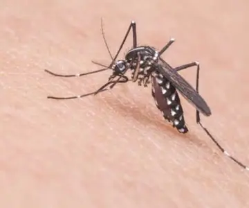 Suman 80 muertos en México por dengue