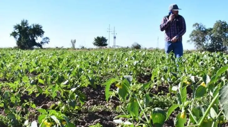 Confederación campesina analiza daños en cultivos por heladas