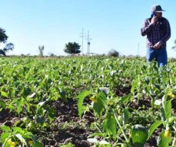 Confederación campesina analiza daños en cultivos por heladas