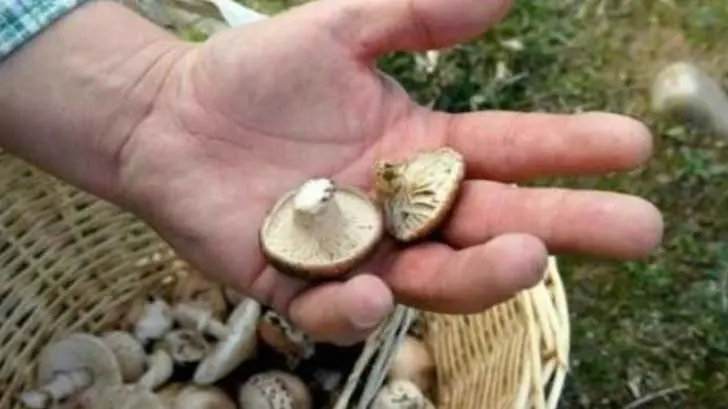 Hongos mexicanos, un manjar que ayuda a prevenir la diabetes