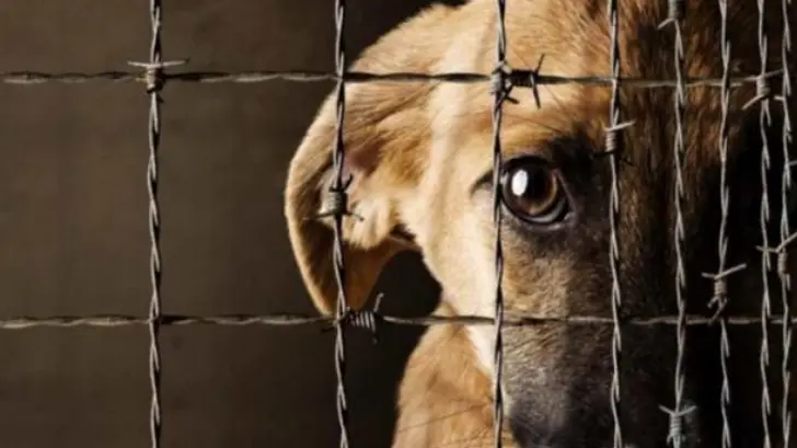 Hermosillo, el municipio donde más se maltrata a los animales en Sonora