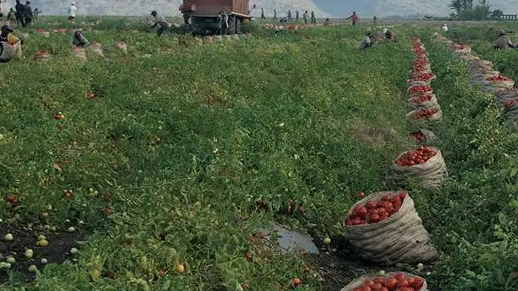 Aumentan precios en frutas y verduras por heladas en cultivos