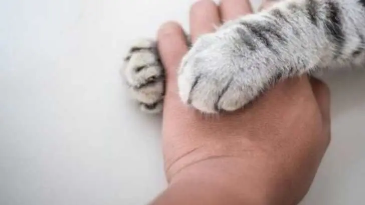Aparece mascota envenenada en Pueblitos; reportan más casos similares