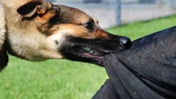 La CFE gasta 93 mil pesos para proteger a empleados de los perros