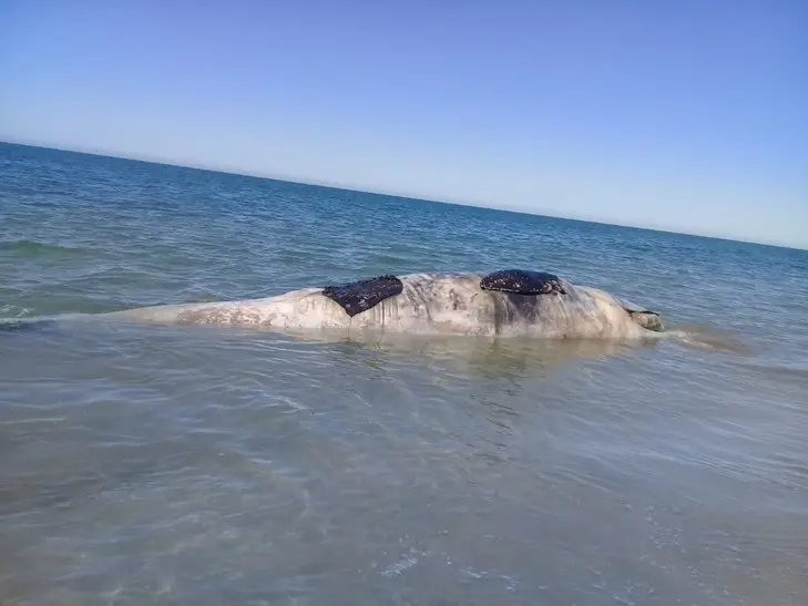 Autoridades aún analizan qué hacer con la ballena varada en Las Bocas, Huatabampo
