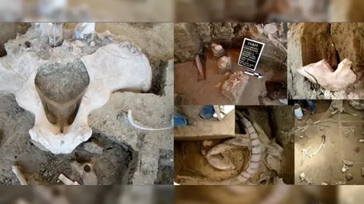 Confirman hallazgo de restos de mamuts en el Estado de México