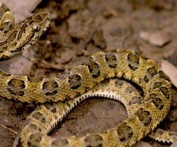 Presencia de serpientes y otros animales en viviendas aumenta por el calor