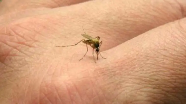 AUDIO | Registran 3 casos confirmados de zika en Guaymas en lo que va de este año