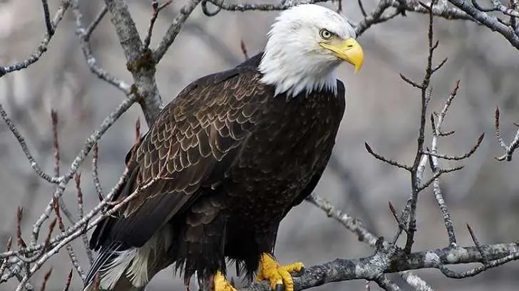 Confirman la presencia de águila calva en Sahuaripa y Soyopa