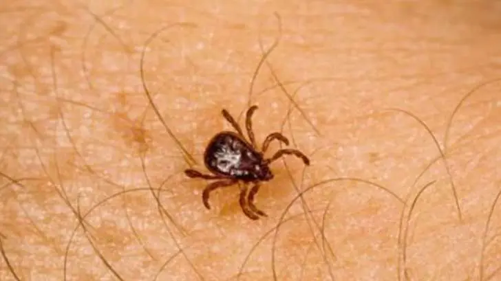 Hermosillo encabeza casos de rickettsiosis en Sonora