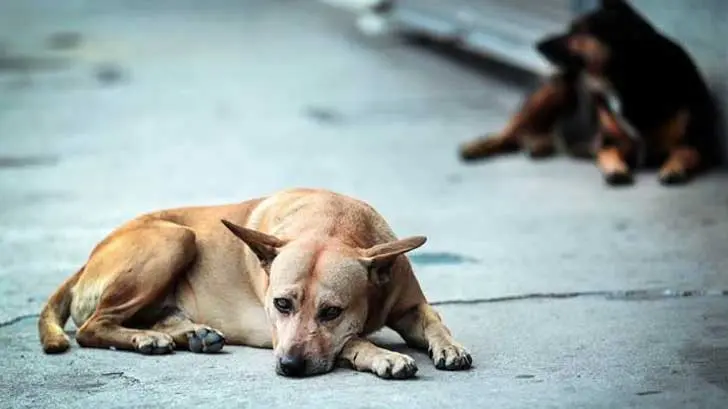 Recomiendan dejar a mascotas resguardadas en vacaciones