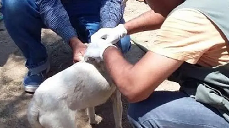 Cajeme pide a su población no bajar la guardia ante la rickettsia y el dengue