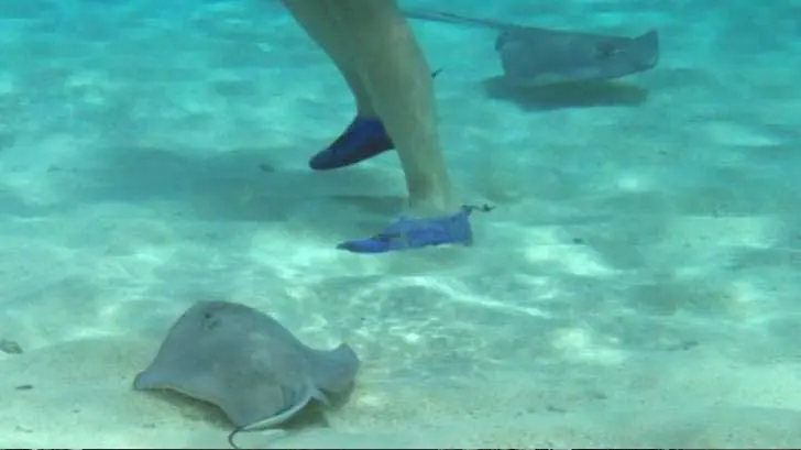 Esto es lo que debes hacer si sufres un piquete de mantarraya en Semana Santa