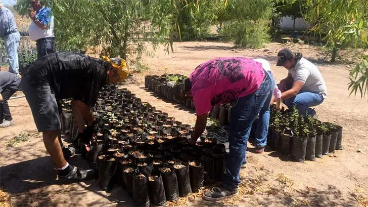 Estudiantes y maestros de UES Navojoa producen y distribuyen mezquites
