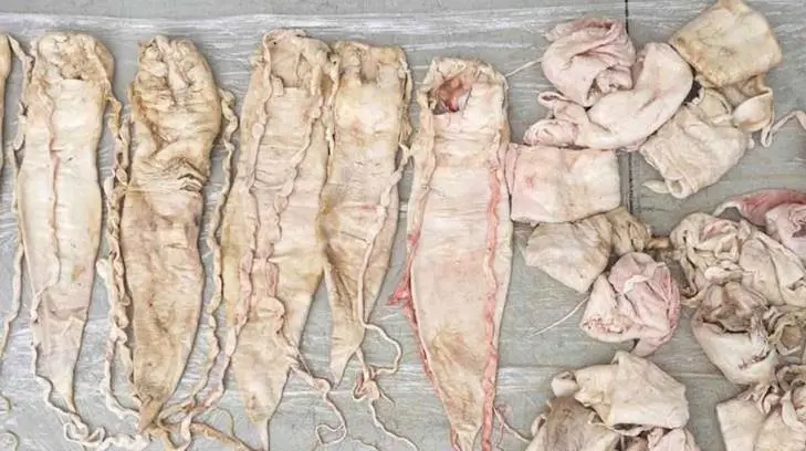 La Fiscalía General de la República asegura 49 buches de totoaba en Baja California