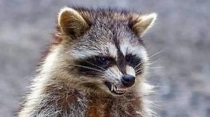 Policía de Chicago advierte sobre la presencia de mapaches con moquillo que los hace actuar como zombis