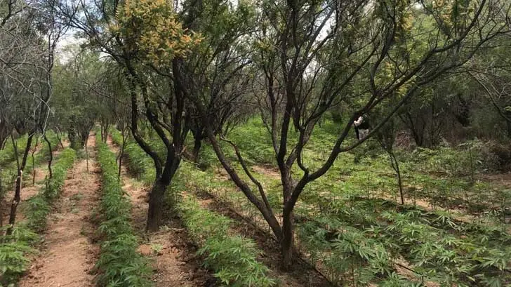 Destruyen cinco plantíos de mariguana en Nogales
