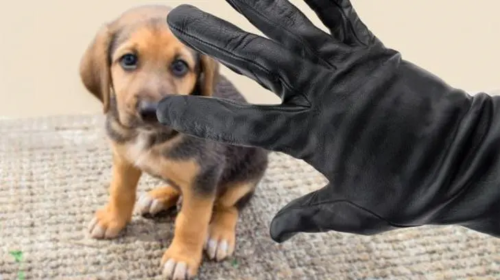Proponen en CDMX pena de dos a seis años de prisión a quien robe mascotas