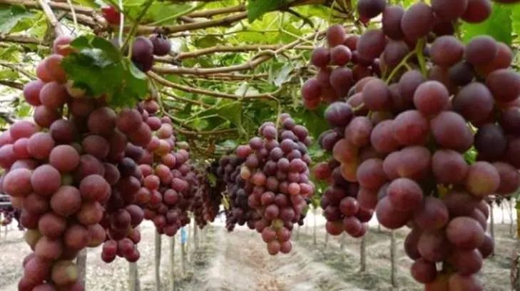 AUDIO | Productores sonorenses esperan cosechar esta temporada poco más de 20 millones de cajas de uva