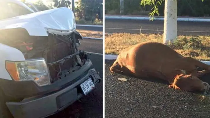 Camioneta choca contra una vaca en San Carlos