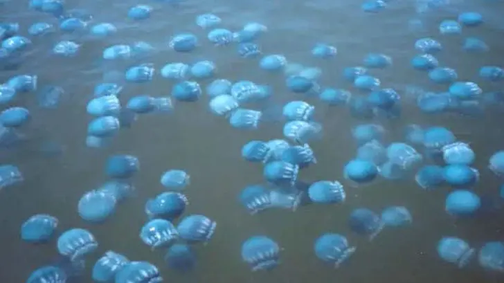 Inicia la captura de aguamala en el Alto Golfo de California