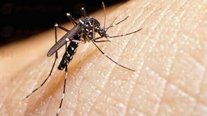 Reportan brote de dengue agresivo al sur de Sonora